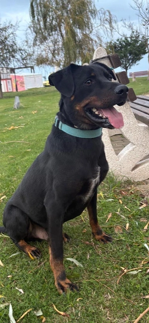 Leon, ein Labrador Mix Bild 4