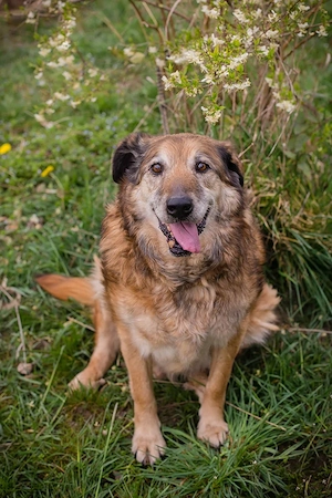 *MICK* Der Senior genießt sein neues Leben. Er ist momentan noch etwas zurückhaltend Bild 4