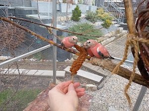 Suche Bourkesittiche 