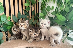 Edle BKH x Perser Kitten in seltenen Farbvarianten