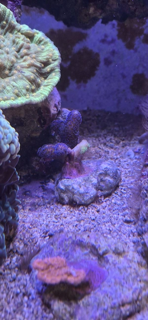 Meerwasser Korallenableger Bild 4