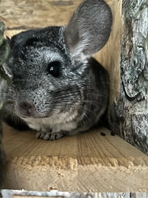 Chinchilla Familie