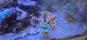 Meerwasser Korallenableger Bild 3