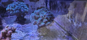 Meerwasser Korallenableger