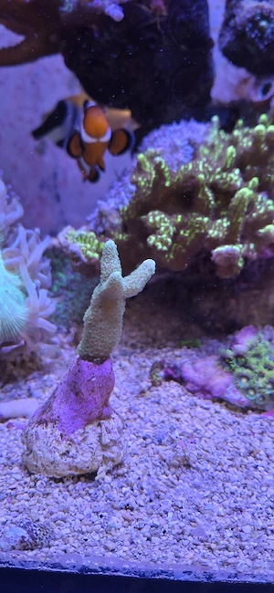 Meerwasser Korallenableger Bild 5