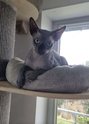 Don Sphynx Kater Neo