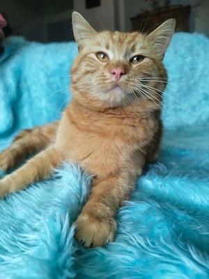 Roter Kater Norwegische Waldkatze Ekh