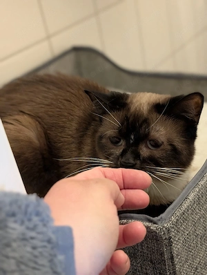 Siam Katze sucht neues Zuhause.