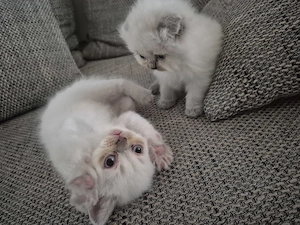 Biritisch mix lang & kurzhaar