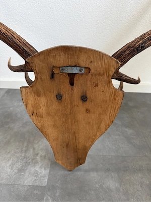 Dekoratives Hirschgweih Zwölfender