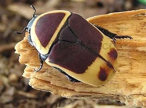 Kongo Rosenkäfer (pachnoda marginata)