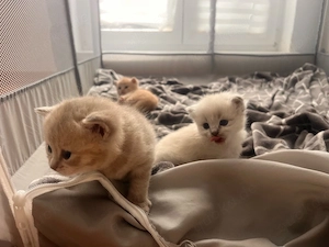 Wunderschöne BKH BLH Kitten