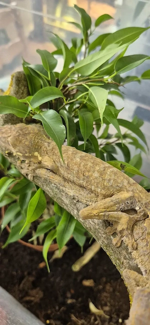 TAUSCHE Uroplatus henkeli