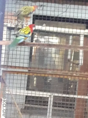 Rosellasittiche abzugeben 