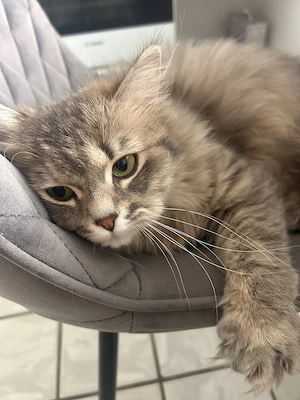 Liebevolle Britisch Langhaar Katze sucht neues Zuhause