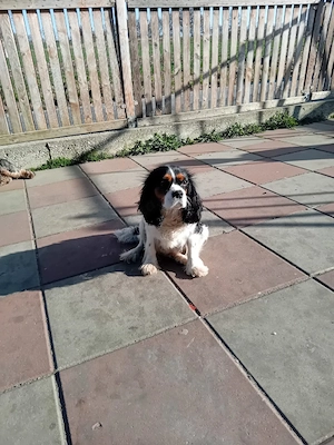 Cavalier king charles spaniel hündin