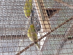 Springsittiche abzugeben 