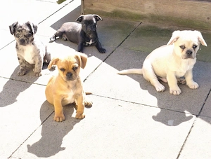 Mochi Welpen Mops x Chihuahua 