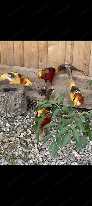 Rote Goldfasane, Fasan, Henne, Ziergeflügel 