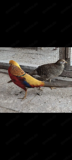 Rote Goldfasane, Fasan , Henne , Ziergeflügel 