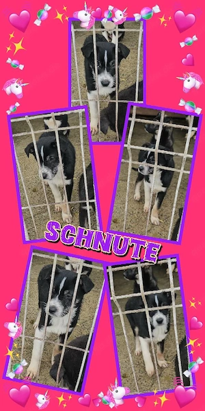 wunderschönes Welpenmädchen "Schnute" sucht ein neues liebevolles Zuhause