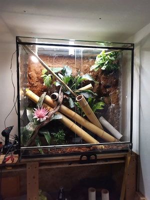 Madagaskar Taggecko mit Terrarium 
