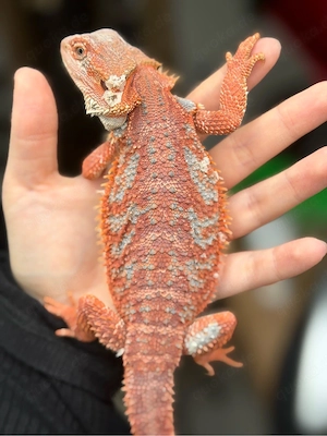 Red Hypo High Blue Tiger Weibchen