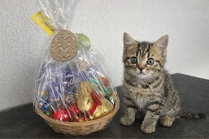 Reinrassige BKH Kitten 