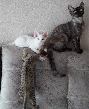 Schönes Devon Rex-Kätzchen