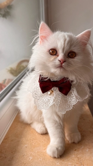 Wunderschönes Perser-Kätzchen (3 Monate, weiblich) sucht ein liebevolles Zuhause   