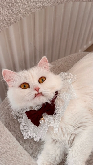 Wunderschöne weiße Perserkatze ( weiblich) sucht liebevolles Zuhause   