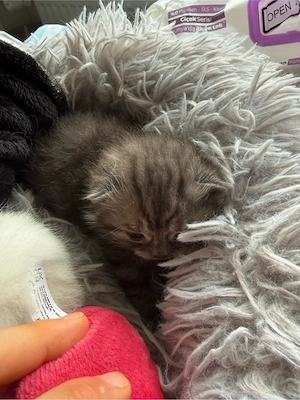 Bkh Kitten mit Stammbaum