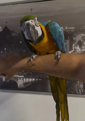 Gelbbrustara Sehr Handzahm und Lieb 