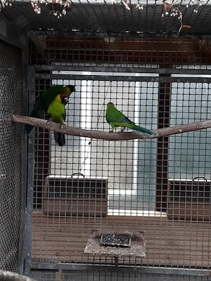 Hornsittiche abzugeben. 