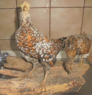 Tierpräparat Zwerghühner