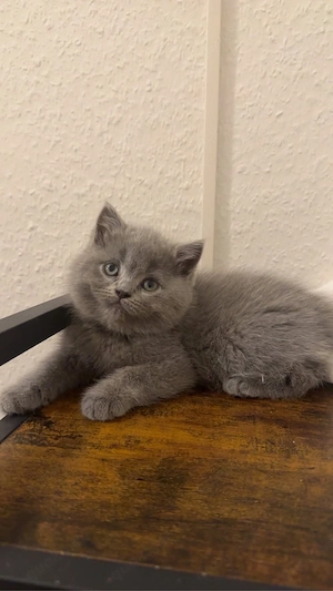 BKH kitten abholberit 