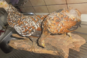 Tierpräparat Hühner Bild 2