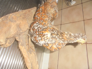 Tierpräparat Hühner Bild 4