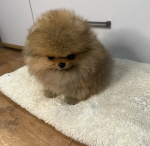 Pomeranien Zwergspitz mit Papieren