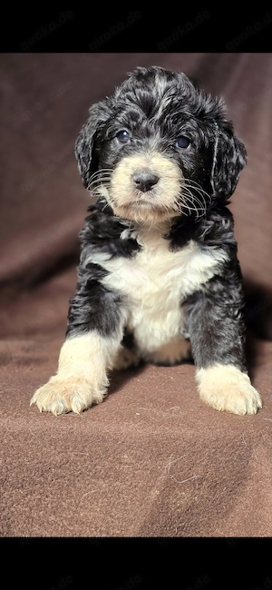 Süße Labradoodle Welpen in liebevolle Hände abzugeben 