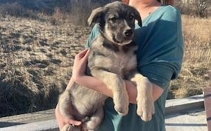 Schönling Luan sucht ein Zuhause