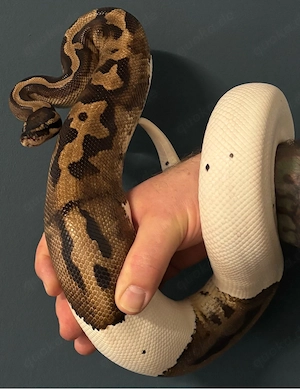 Königspython  Piebald