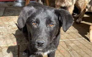 Juliet hofft auf ein kuscheliges Körbchen! Bild 2