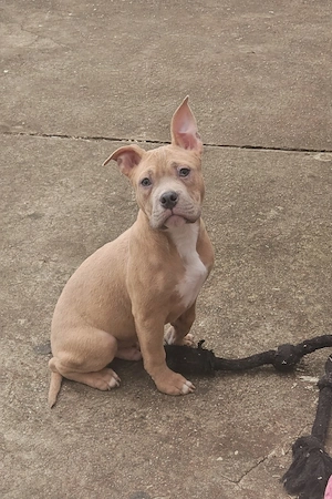 American Bully Pocket Welpe 18 Wochen Alt ABKC Registriert 