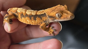 Kronengecko 0.0.1 Correlophus ciliatus