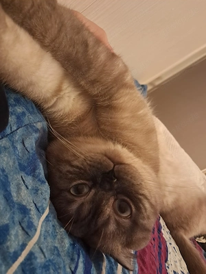 Blue point Mix Kater 1,5 Jahre 