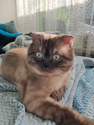 Blue point Mix Kater 