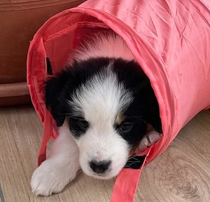 3 reinrassige Australien Shepherd Welpen zu verkaufen