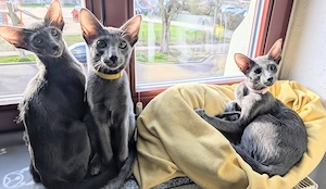 Wunderschöne OKH Peterbald Mix Kitten   liebevoll, verspielt & einzigartig 