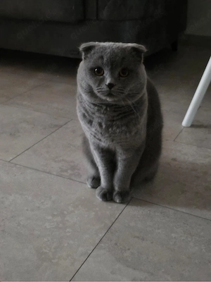 Süßer, verspielter Kater (1 Jahr alt) sucht neues Zuhause   